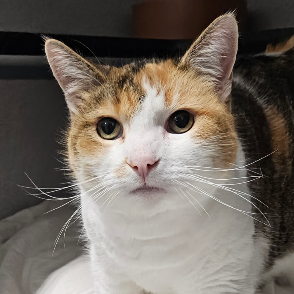 Sasha, an adoptable Domestic Short Hair in Sheridan, WY, 82801 | Photo Image 1