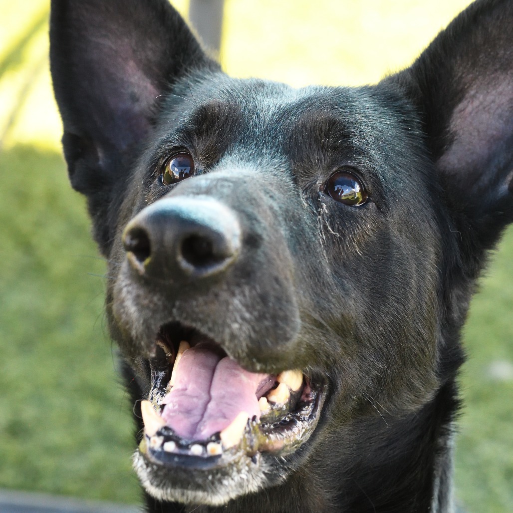Shadow, an adoptable German Shepherd Dog in Idaho Falls, ID, 83402 | Photo Image 1