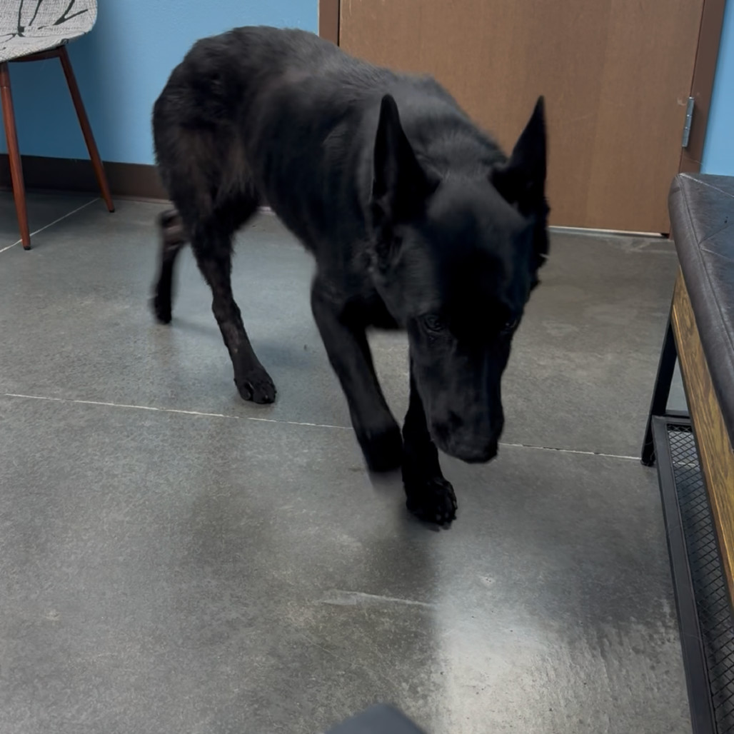 Shadow, an adoptable German Shepherd Dog in Idaho Falls, ID, 83402 | Photo Image 2