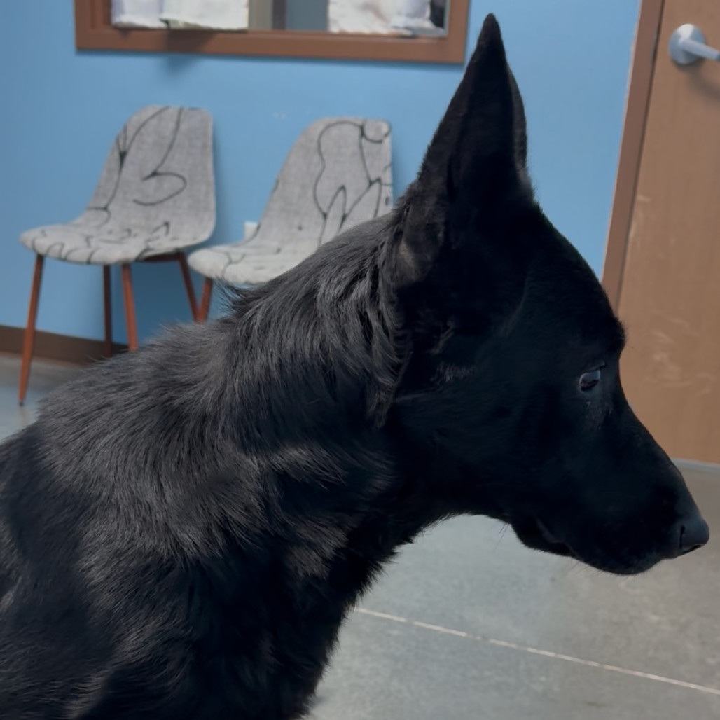 Shadow, an adoptable German Shepherd Dog in Idaho Falls, ID, 83402 | Photo Image 3