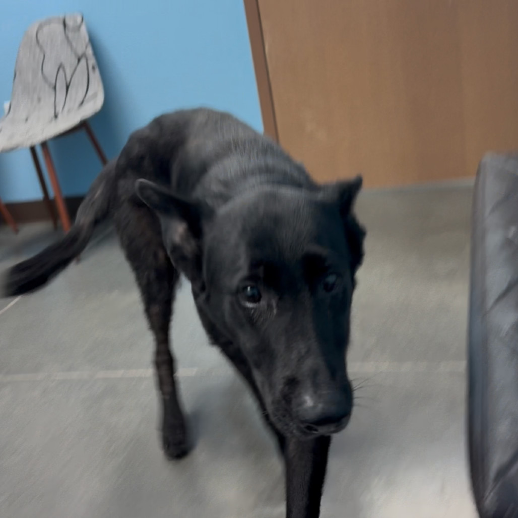 Shadow, an adoptable German Shepherd Dog in Idaho Falls, ID, 83402 | Photo Image 4