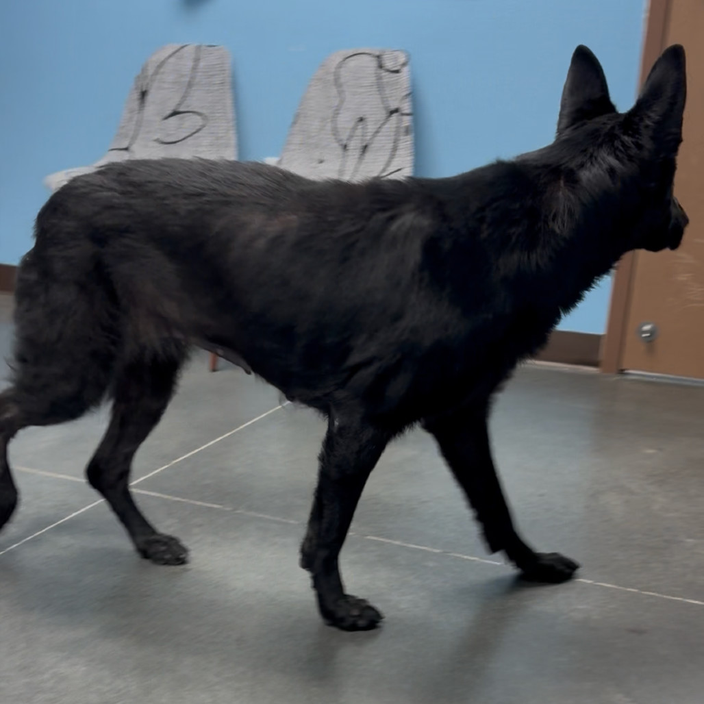 Shadow, an adoptable German Shepherd Dog in Idaho Falls, ID, 83402 | Photo Image 5
