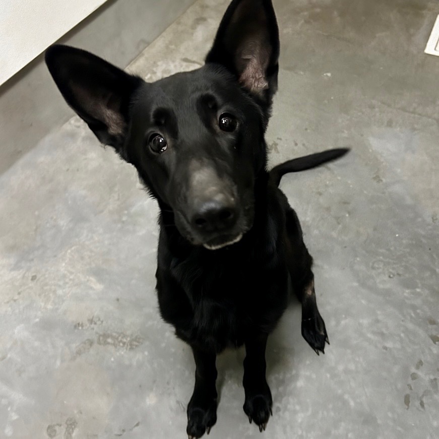 Shadow, an adoptable German Shepherd Dog in Idaho Falls, ID, 83402 | Photo Image 6