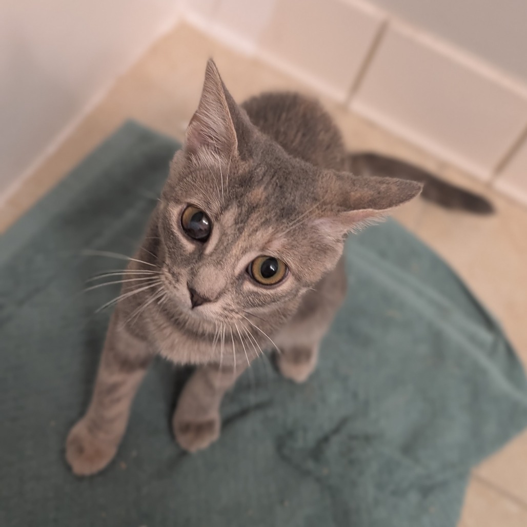 Stella