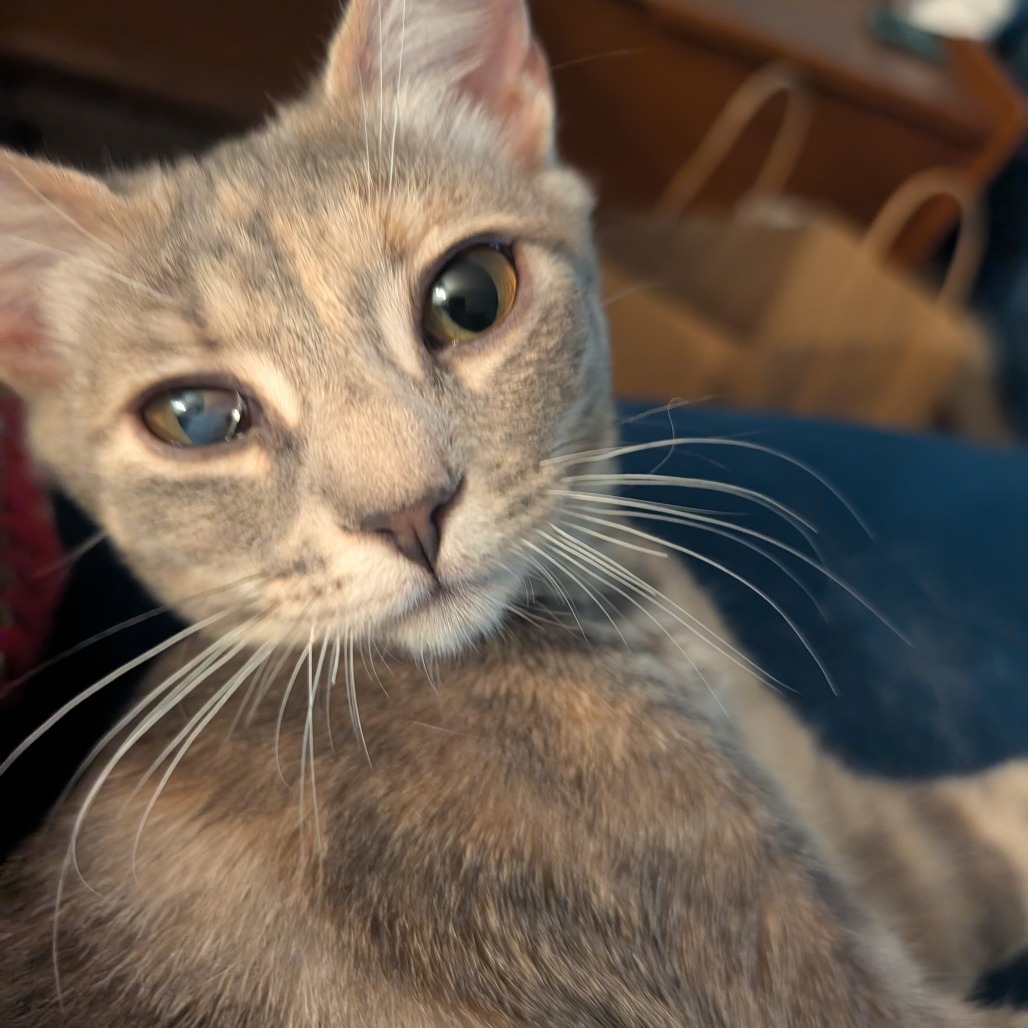 Stella