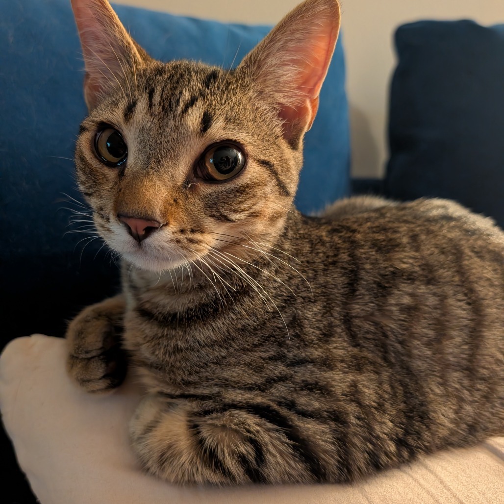 Binkie