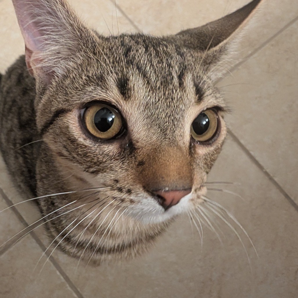 Binkie