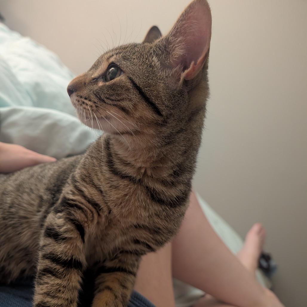 Binkie