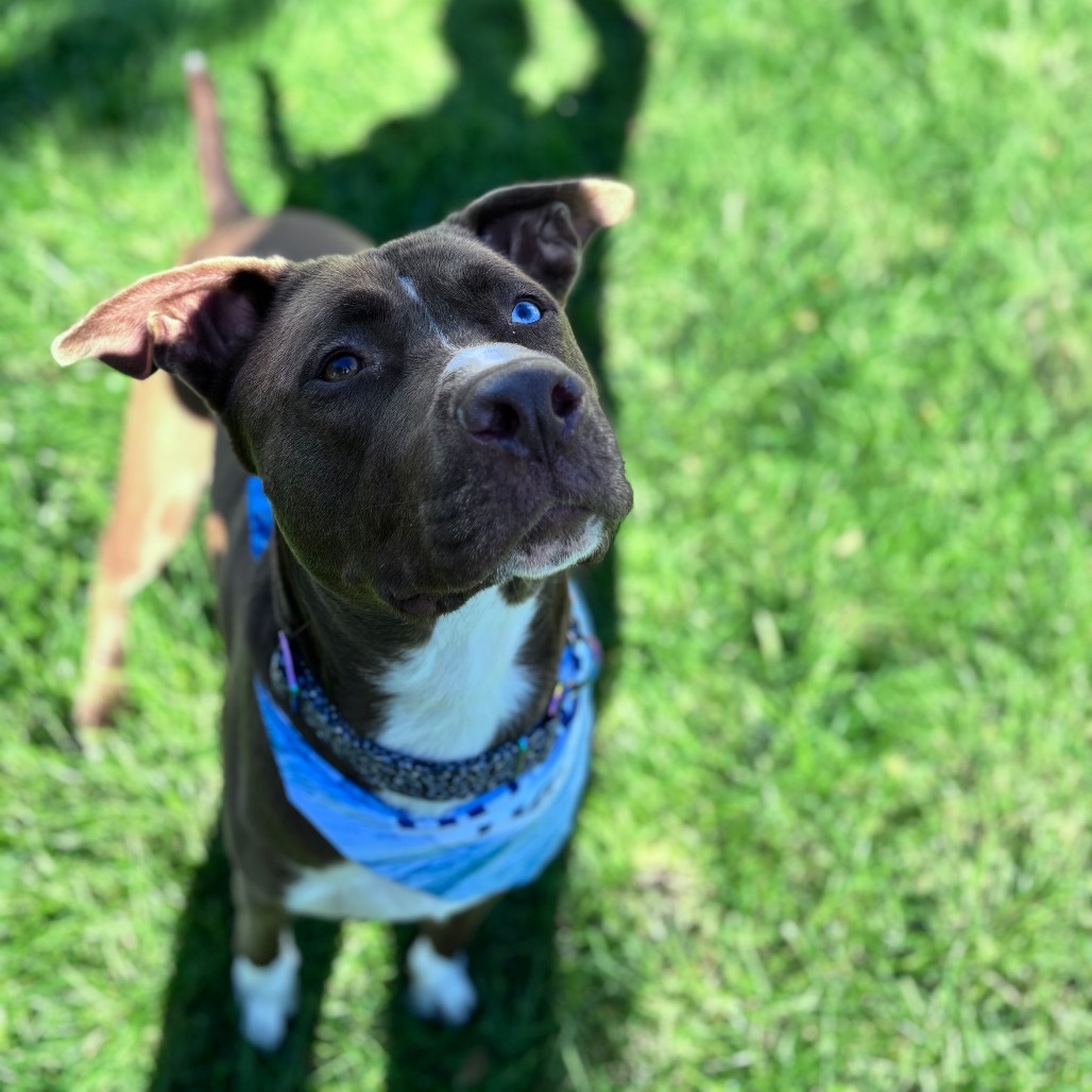 Dino, an adoptable Mixed Breed in Bismarck, ND, 58507 | Photo Image 1