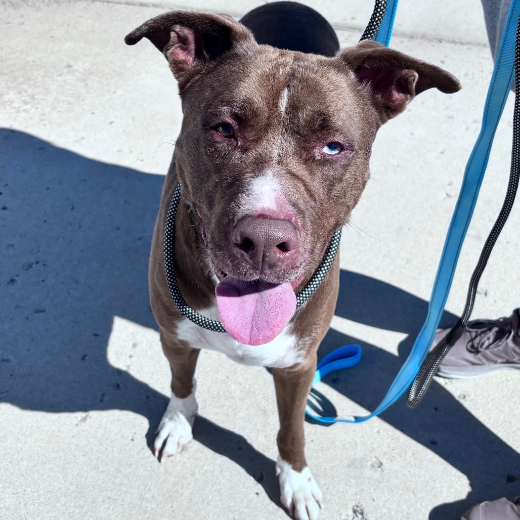 Dino, an adoptable Mixed Breed in Bismarck, ND, 58507 | Photo Image 2