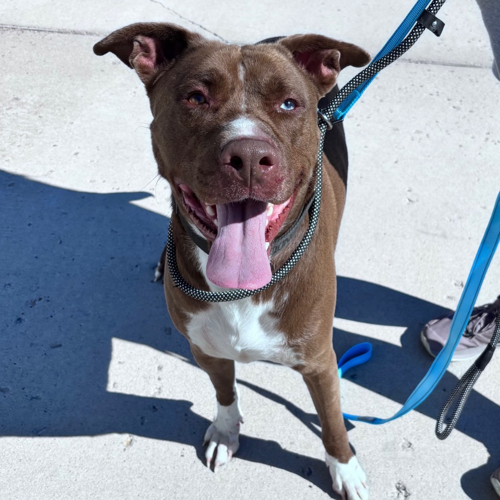 Dino, an adoptable Mixed Breed in Bismarck, ND, 58507 | Photo Image 3