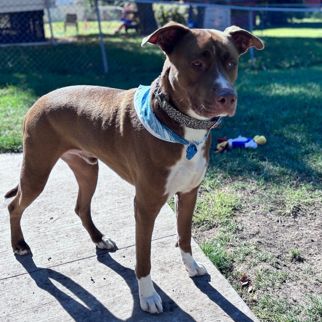 Dino, an adoptable Mixed Breed in Bismarck, ND, 58507 | Photo Image 4