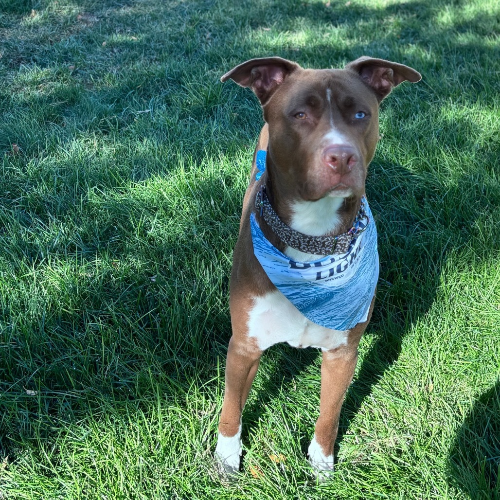 Dino, an adoptable Mixed Breed in Bismarck, ND, 58507 | Photo Image 5