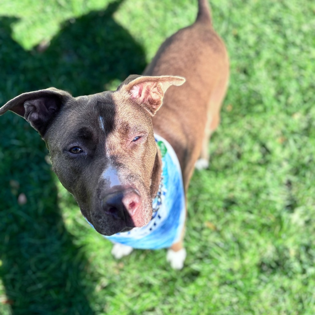 Dino, an adoptable Mixed Breed in Bismarck, ND, 58507 | Photo Image 6