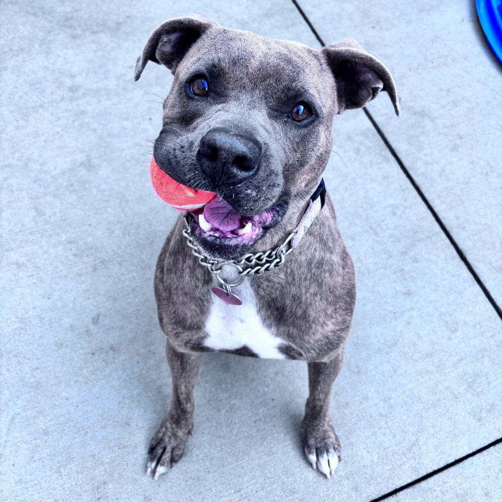 Greta, an adoptable Mixed Breed in Bismarck, ND, 58507 | Photo Image 1