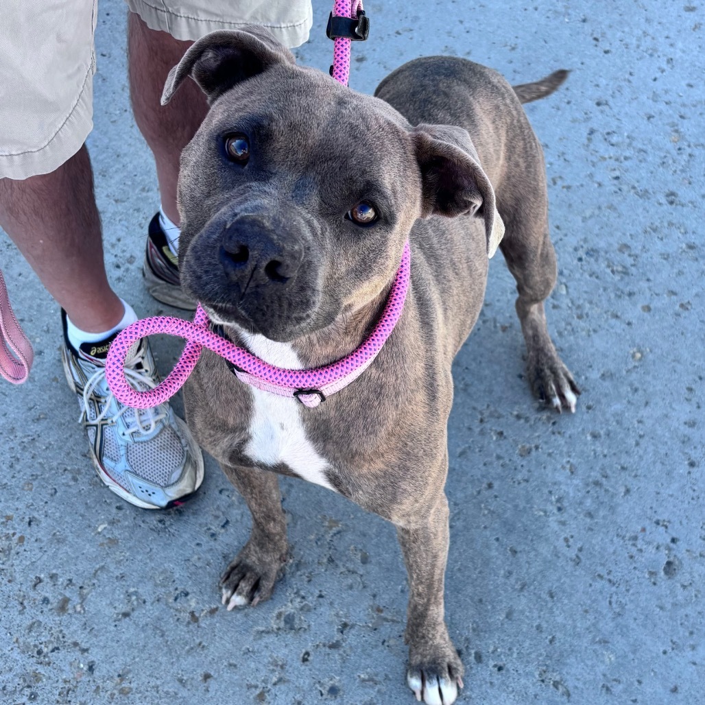 Greta, an adoptable Mixed Breed in Bismarck, ND, 58507 | Photo Image 2