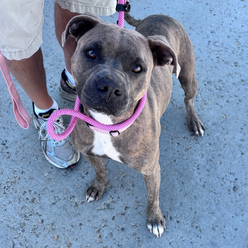 Greta, an adoptable Mixed Breed in Bismarck, ND, 58507 | Photo Image 3