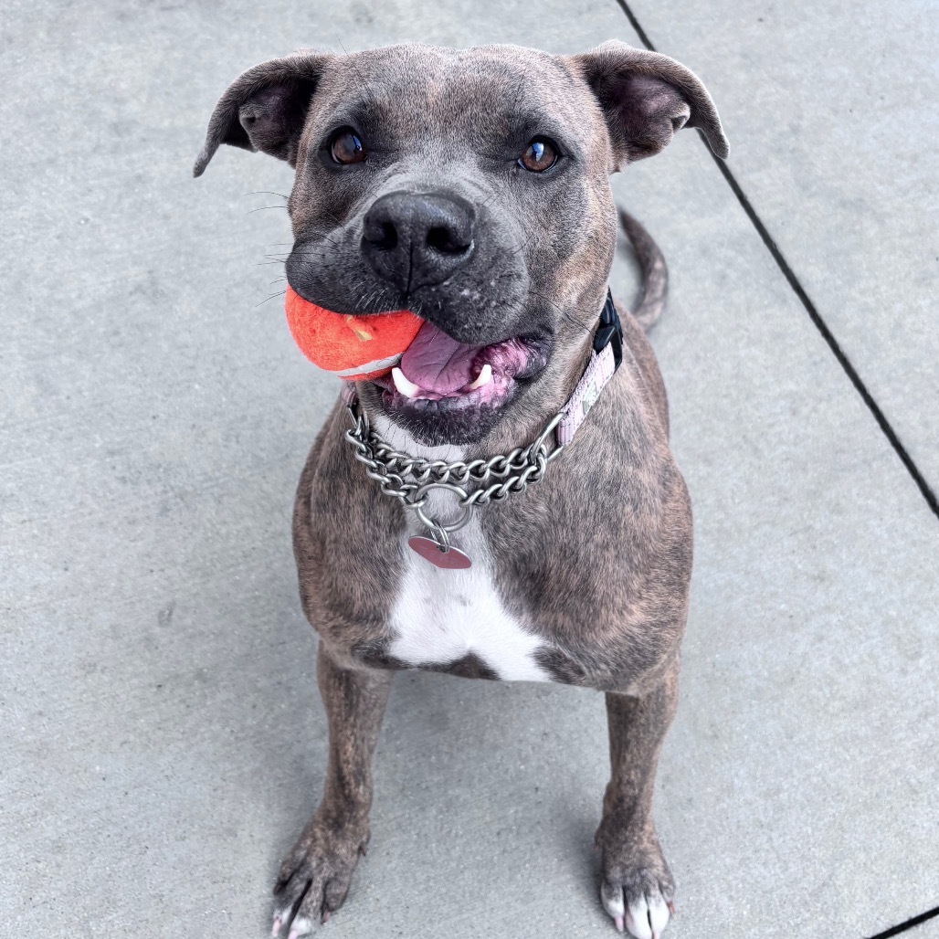 Greta, an adoptable Mixed Breed in Bismarck, ND, 58507 | Photo Image 4