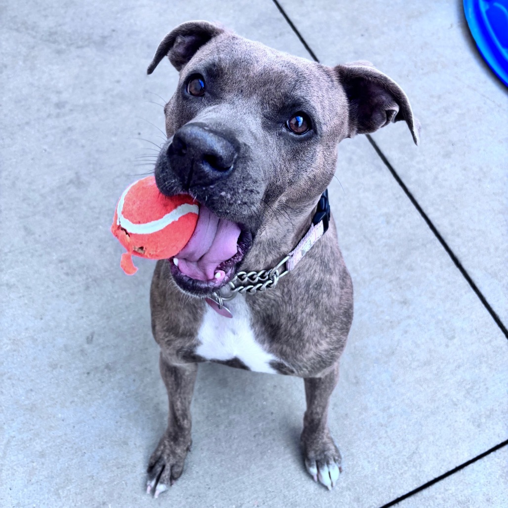 Greta, an adoptable Mixed Breed in Bismarck, ND, 58507 | Photo Image 5