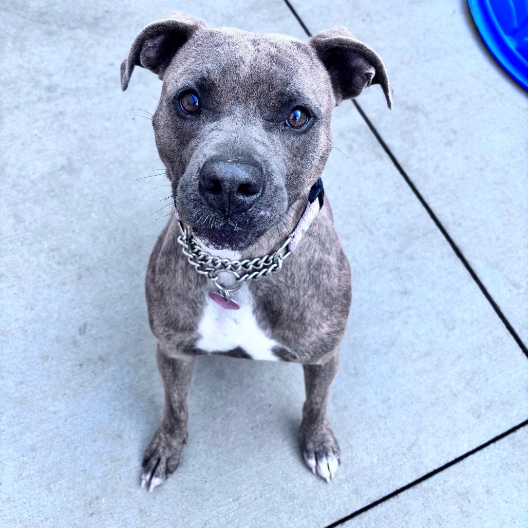 Greta, an adoptable Mixed Breed in Bismarck, ND, 58507 | Photo Image 6