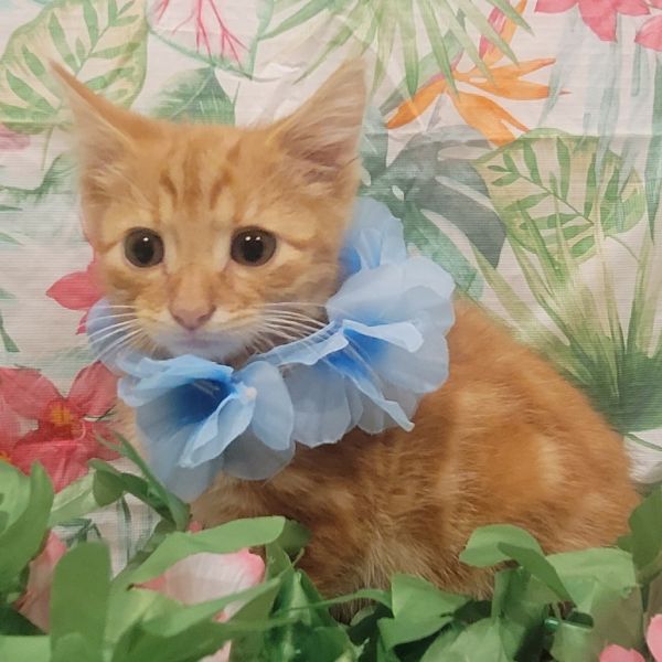 Mccreary thumbnail 3