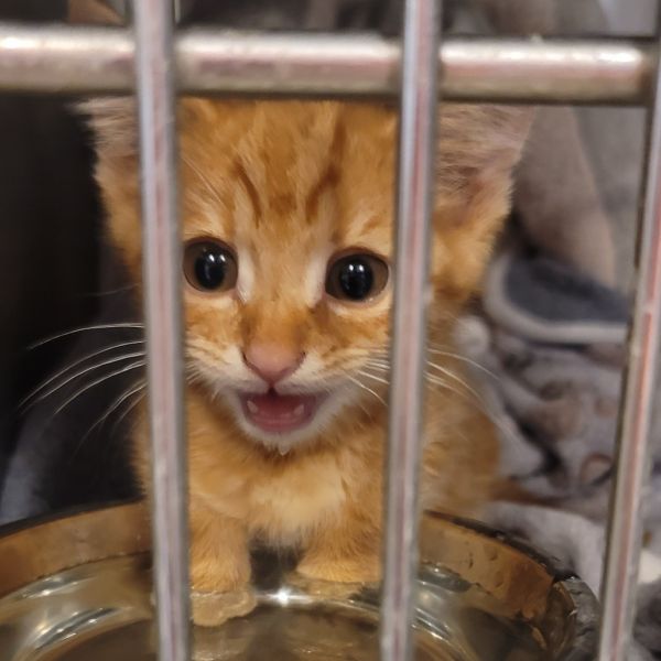 Mccreary thumbnail 5