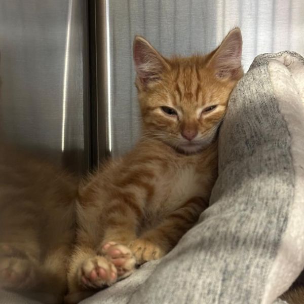 Mccreary thumbnail 6