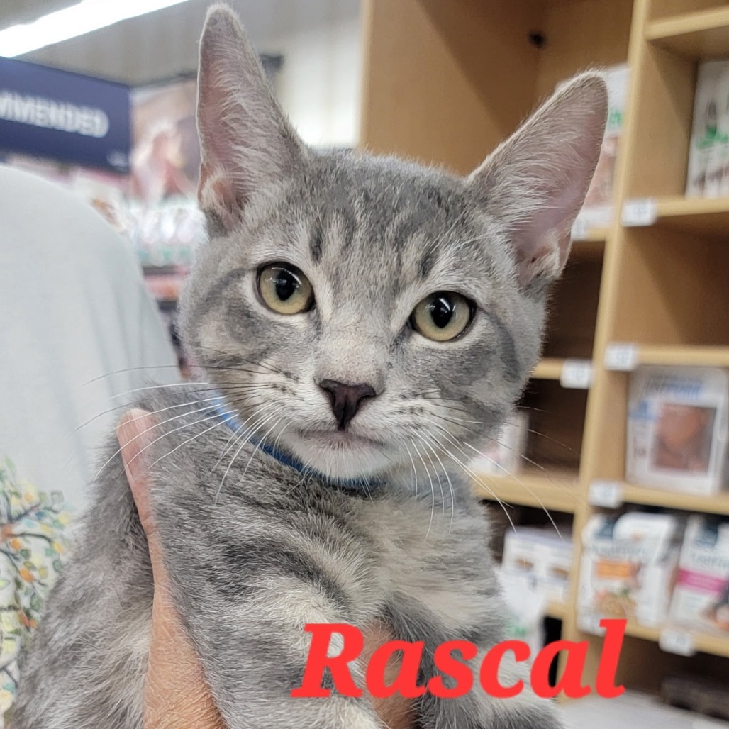 Rascal