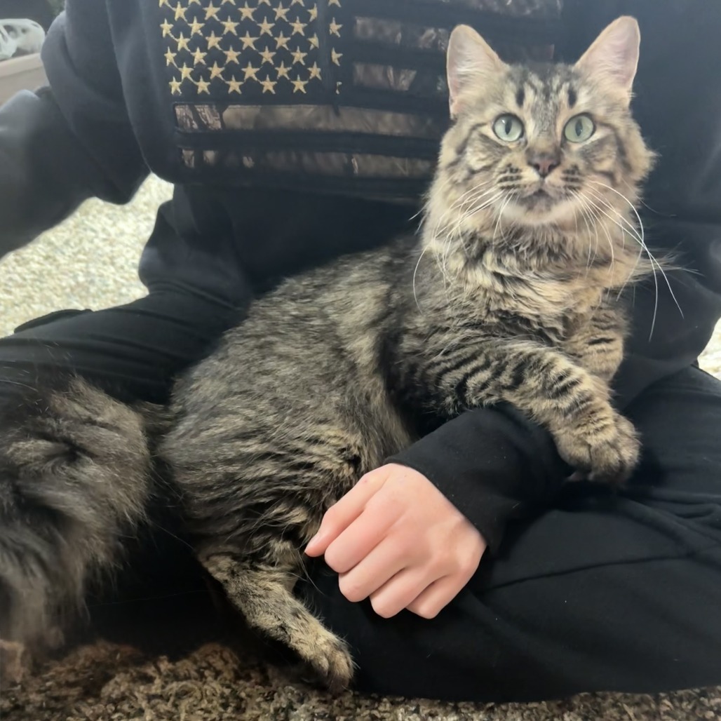 Henrietta--In Foster
