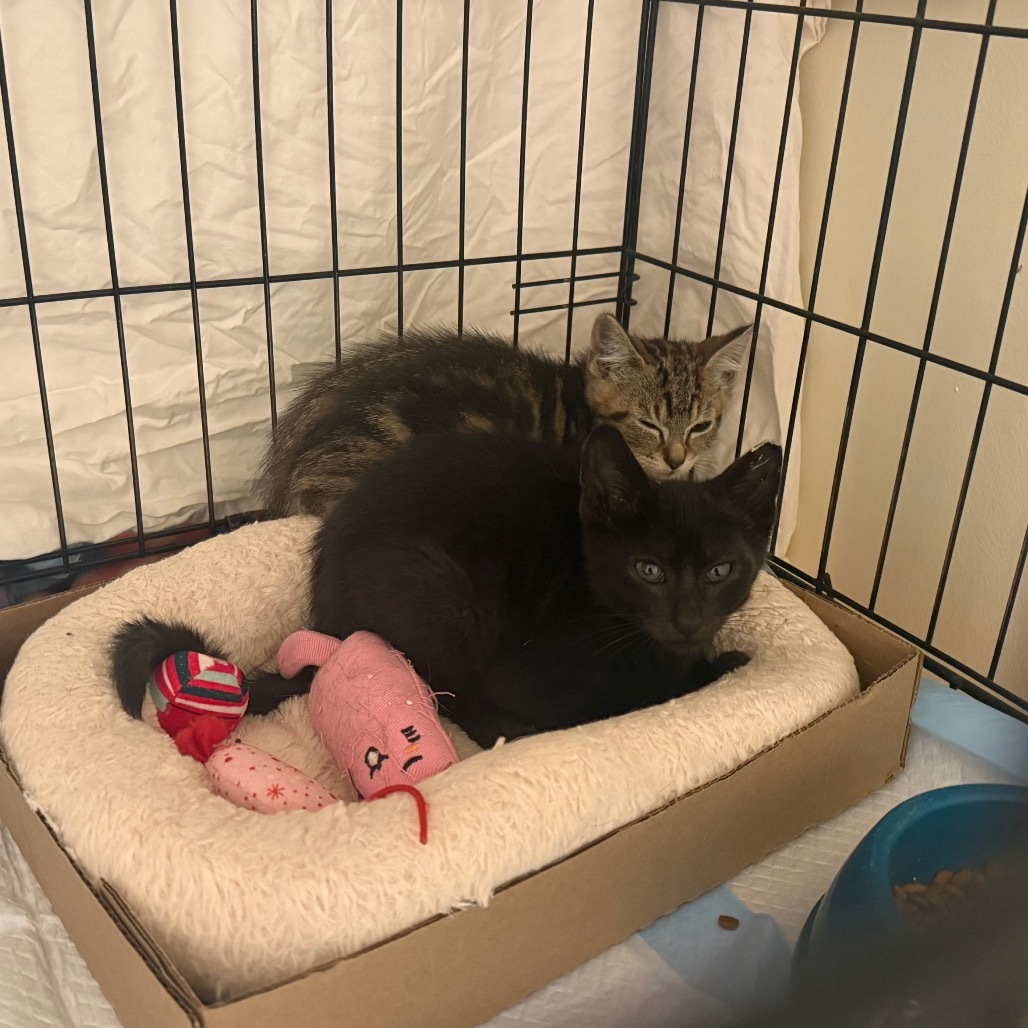 Robin (bonded with Batman)