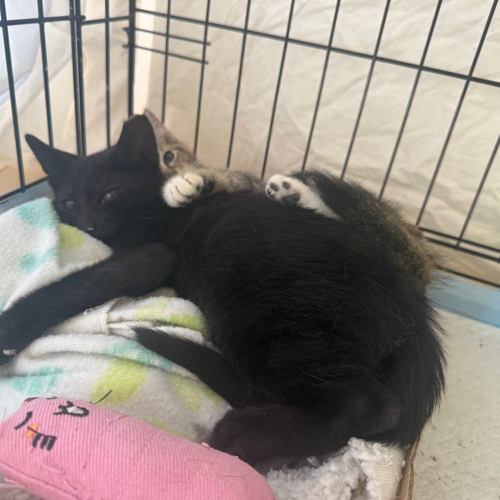 Robin (bonded with Batman)