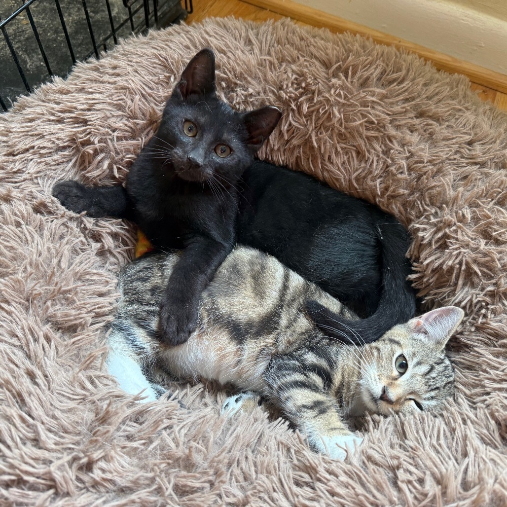 Robin (bonded with Batman)