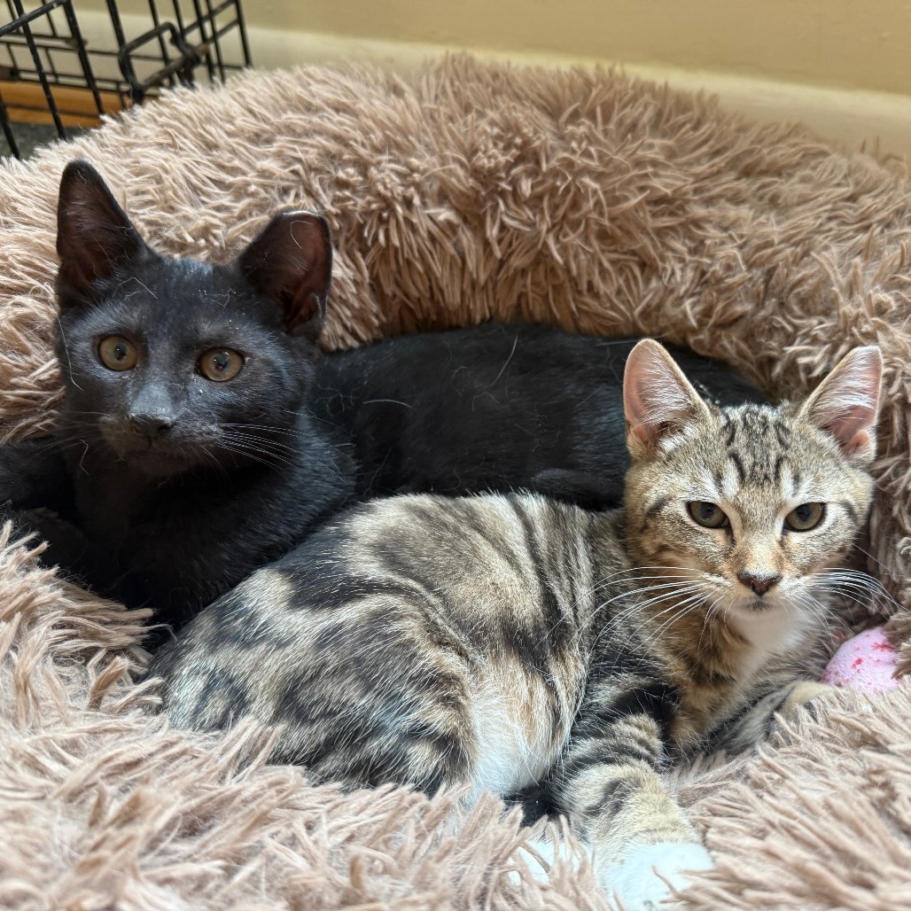 Batman (bonded with Robin)