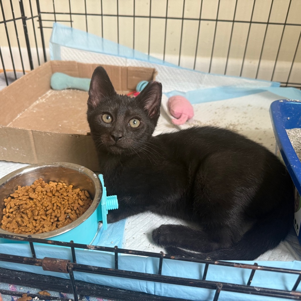 Batman (bonded with Robin)