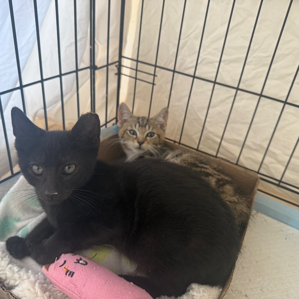 Batman (bonded with Robin)