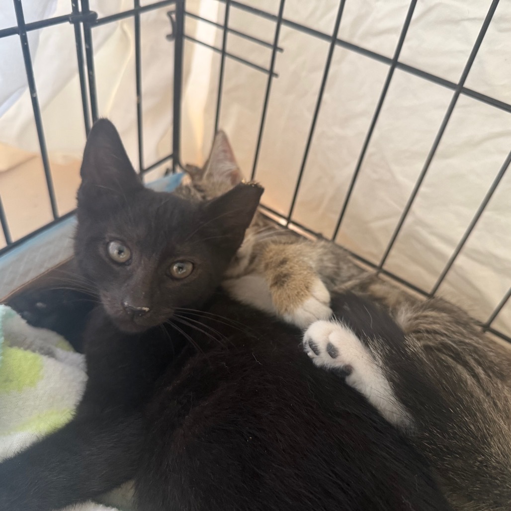 Batman (bonded with Robin)