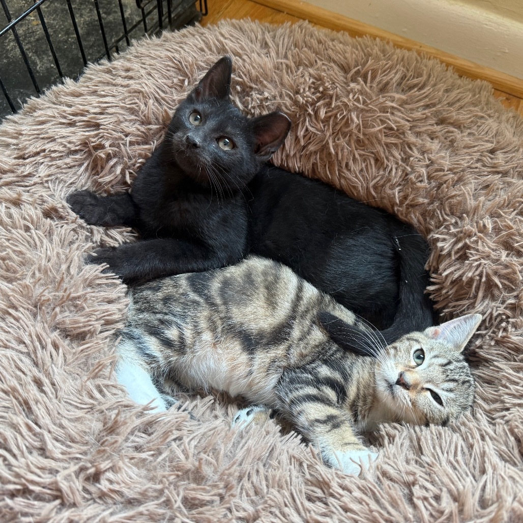 Batman (bonded with Robin)