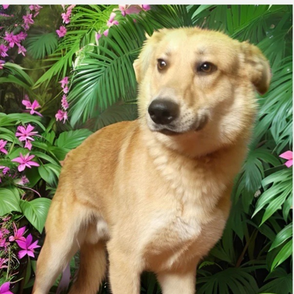 Adopt Freedom