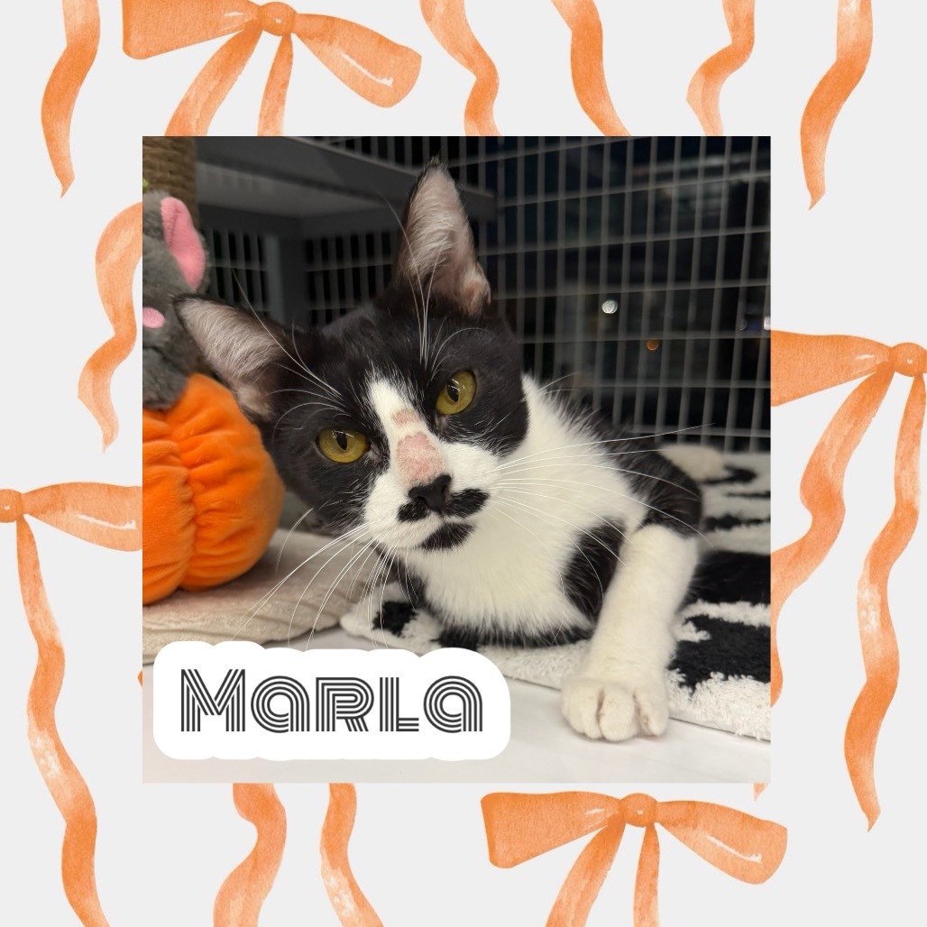 Marla