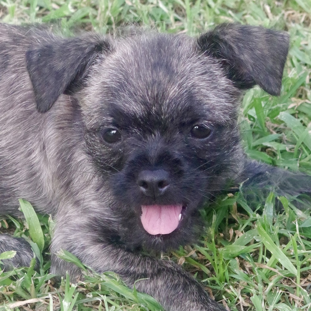 Puppy Agnes