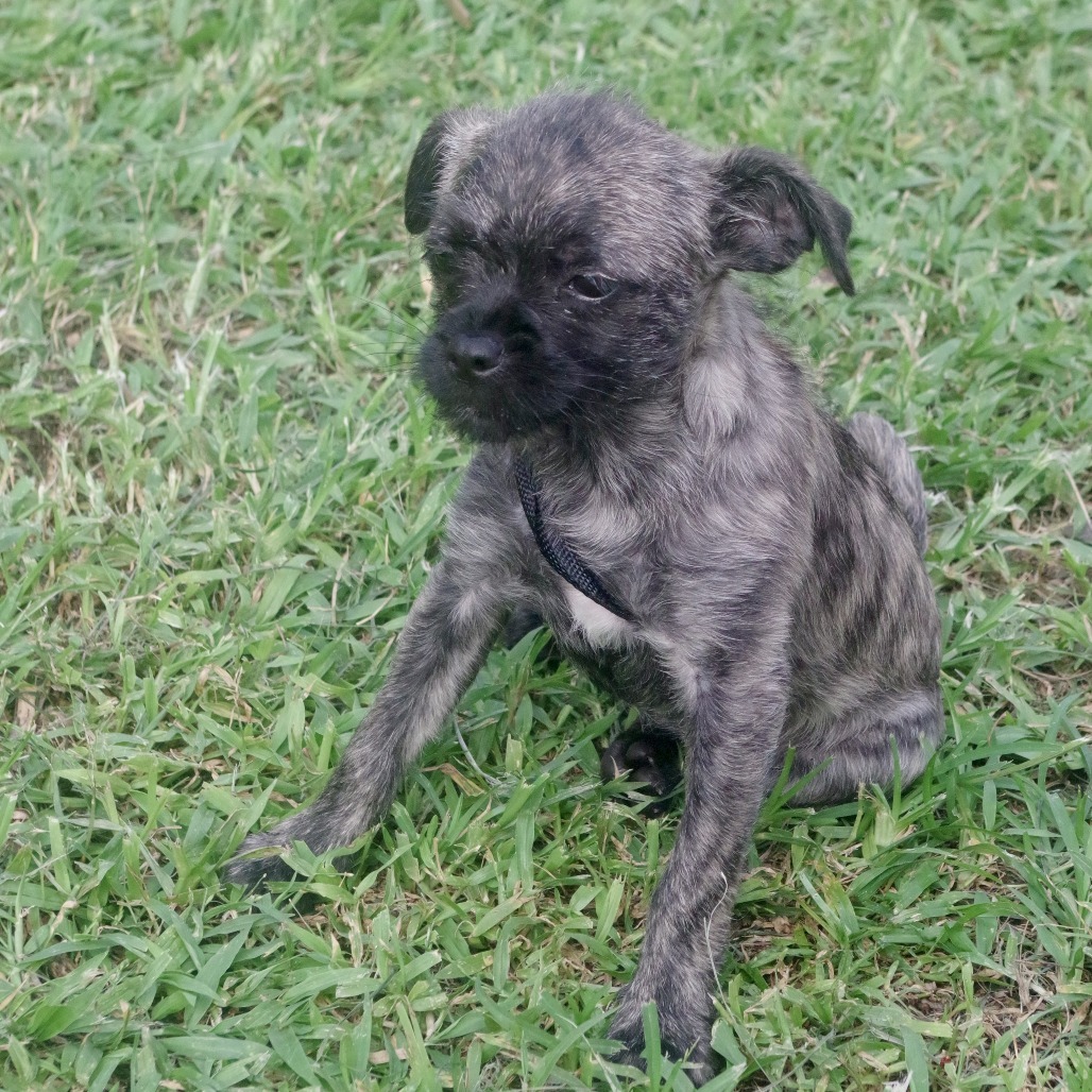 Puppy Agnes