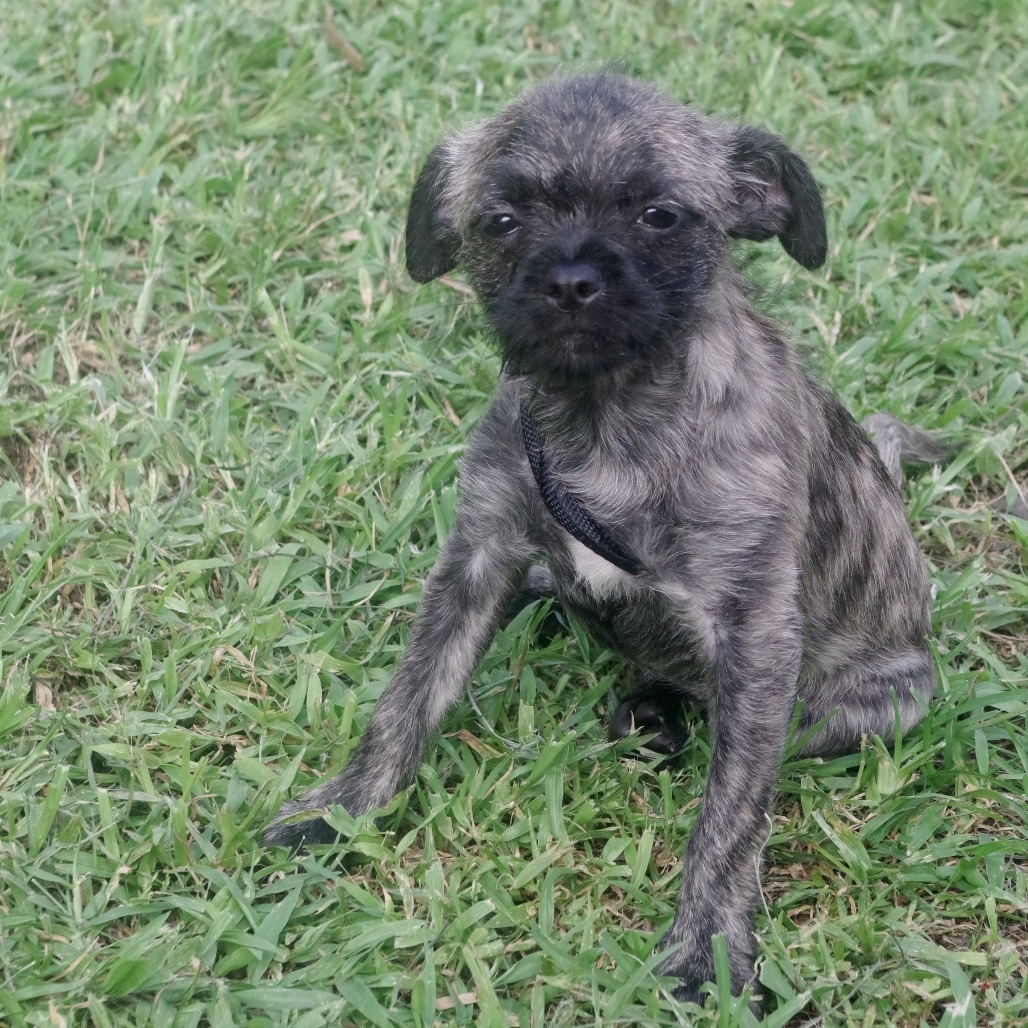 Puppy Agnes