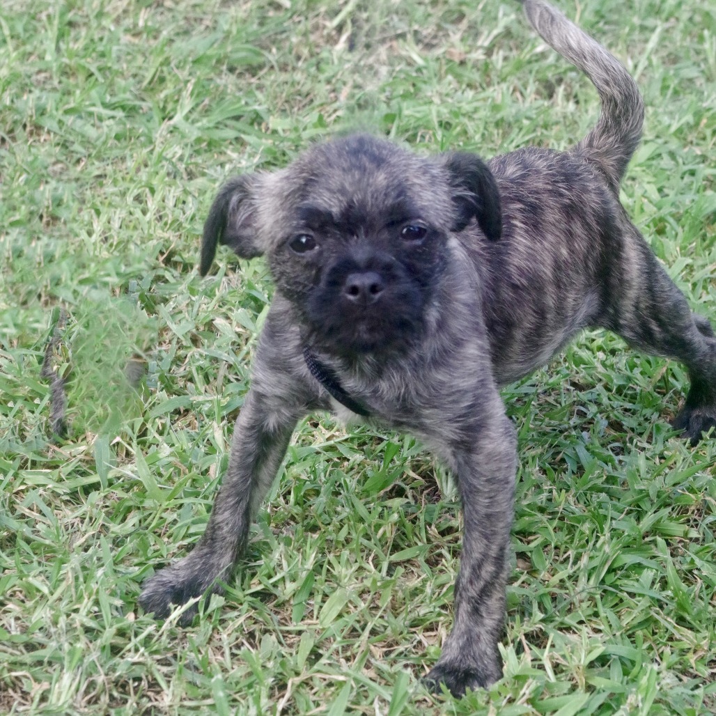 Puppy Agnes