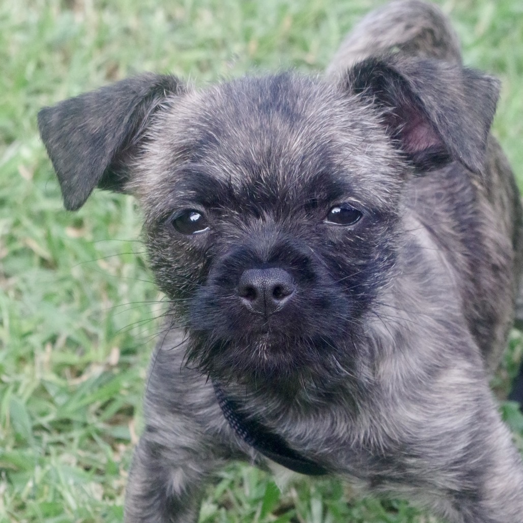 Puppy Agnes