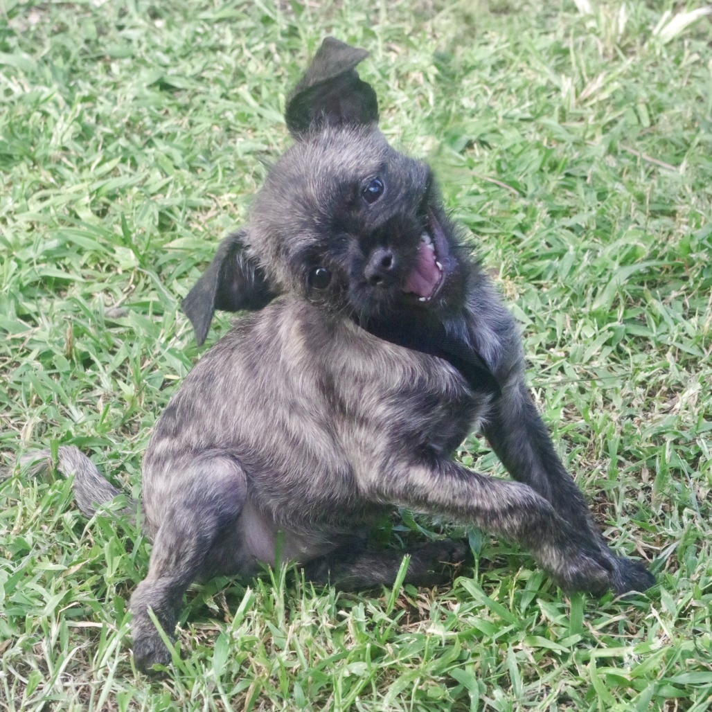 Puppy Agnes