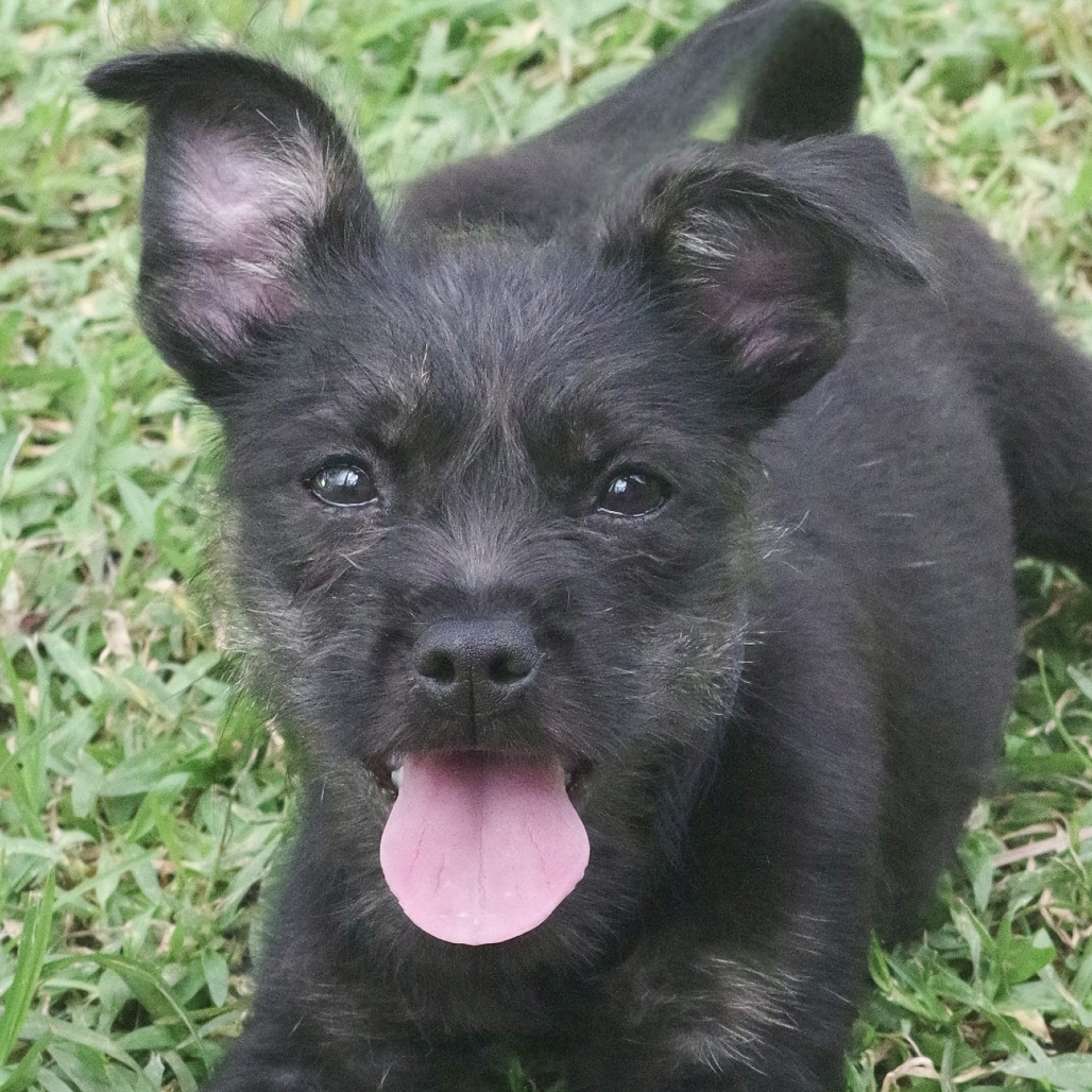 Puppy Edith