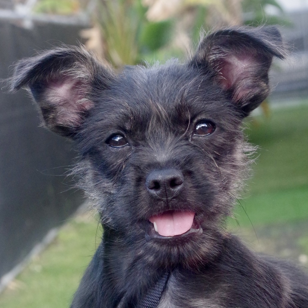 Puppy Edith
