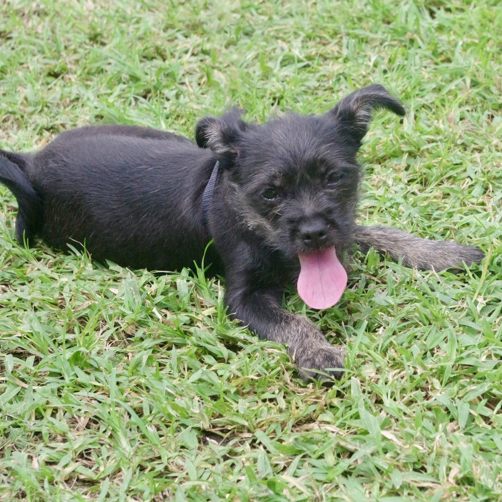 Puppy Edith