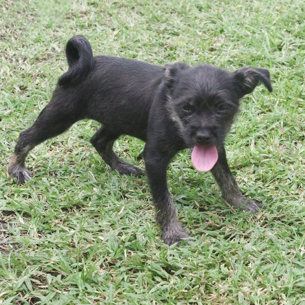 Puppy Edith