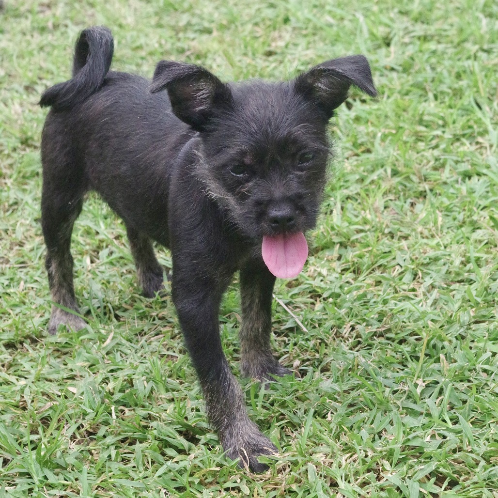 Puppy Edith